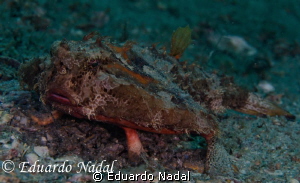 batfish by Eduardo Nadal 